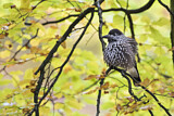 Image. Spotted Nutcracker