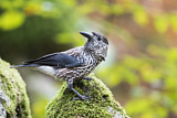 Image. Spotted Nutcracker