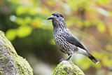 Image. Spotted Nutcracker