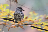 Image. Spotted Nutcracker