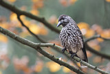 Image. Spotted Nutcracker