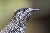 Image. Spotted Nutcracker