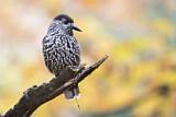 Image. Spotted Nutcracker