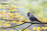 Image. Spotted Nutcracker
