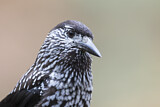 Image. Spotted Nutcracker