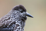 Image. Spotted Nutcracker