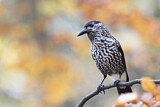Image. Spotted Nutcracker