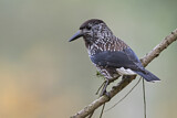 Image. Spotted Nutcracker