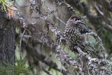 Image. Spotted Nutcracker