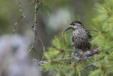 Image. Spotted Nutcracker