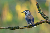 Image. Spotted Nutcracker