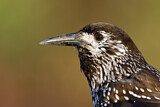 Image. Spotted Nutcracker