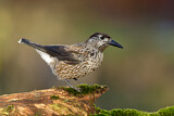 Image. Spotted Nutcracker