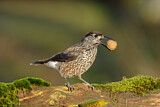 Image. Spotted Nutcracker