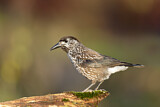 Image. Spotted Nutcracker