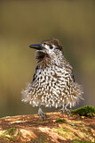 Image. Spotted Nutcracker