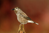 Image. Spotted Nutcracker