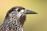 Image. Spotted Nutcracker
