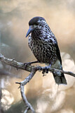 Image. Spotted Nutcracker