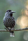 Image. Spotted Nutcracker