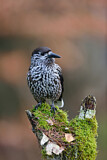 Image. Spotted Nutcracker