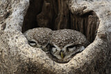 Image. Spotted Owl