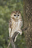 Image. Spotted Owl