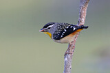 Image. Spotted Pardalote