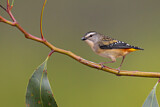 Image. Spotted Pardalote
