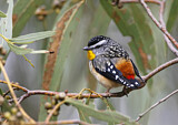 Image. Spotted Pardalote