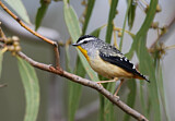 Image. Spotted Pardalote