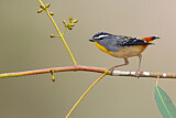 Image. Spotted Pardalote