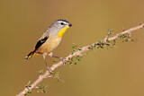 Image. Spotted Pardalote