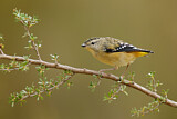 Image. Spotted Pardalote