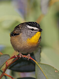 Image. Spotted Pardalote