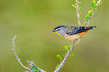 Image. Spotted Pardalote