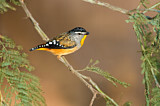 Image. Spotted Pardalote