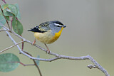 Image. Spotted Pardalote