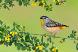 Image. Spotted Pardalote