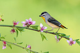 Image. Spotted Pardalote