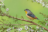 Image. Spotted Pardalote