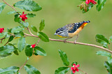 Image. Spotted Pardalote