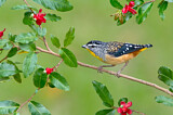 Image. Spotted Pardalote