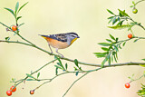 Image. Spotted Pardalote