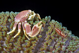 Image. Spotted Porcelain Crab