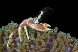 Image. Spotted Porcelain Crab