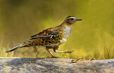Image. Spotted Quail-thrush