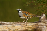 Image. Spotted Quail-thrush
