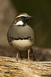 Image. Spotted Quail-thrush