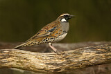 Image. Spotted Quail-thrush
